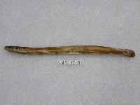 藏品(布氏粘盲鰻)的圖片